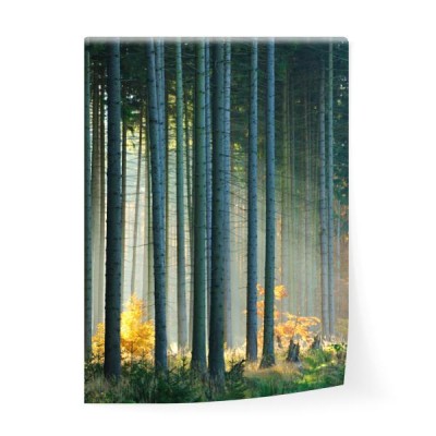las-z-drzew-swierkowych-oswietlonych-przez-promienie-sloneczne-przez-mgle