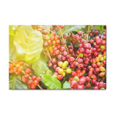 kawowy-drzewo-z-kawowa-fasola-na-cukiernianej-plantaci