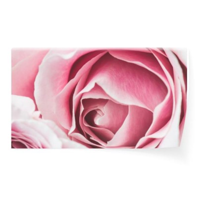 pink-rose-flower-z-plytkiej-glebi-ostrosci-i-skupic-sie-na-centrum-kwiatu-rozy