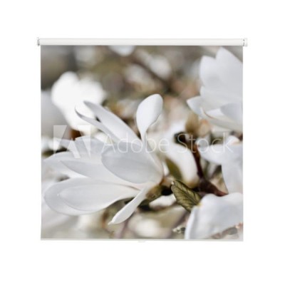 bialy-kwiat-magnolii