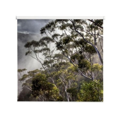 drzewa-eukaliptusowe-we-mgle