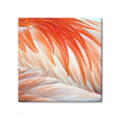 piora-flaminga-rozowe