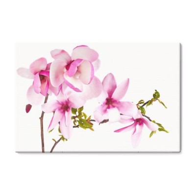 rozowy-kwiat-magnolii-na-bialym-tle