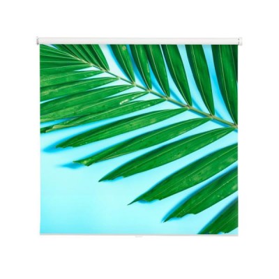 tropikalne-lato-flatlay-i-minimalne-pojecie-z-tekstury-lisci-palmowych-umiescic-na-niebieskim-tle-pastelowych-z-miejsca-kopiowania