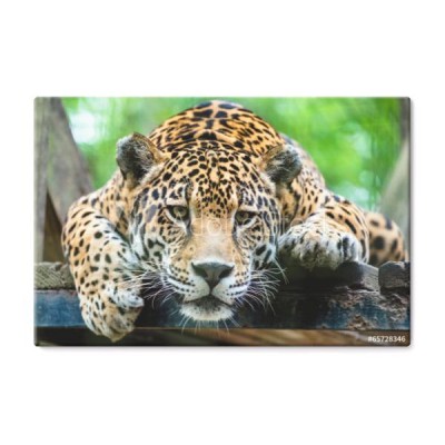 poludniowo-amerykanski-jaguar