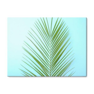 swiezy-tropikalny-daktylowy-palmowy-lisc-na-koloru-tle-odgorny-widok