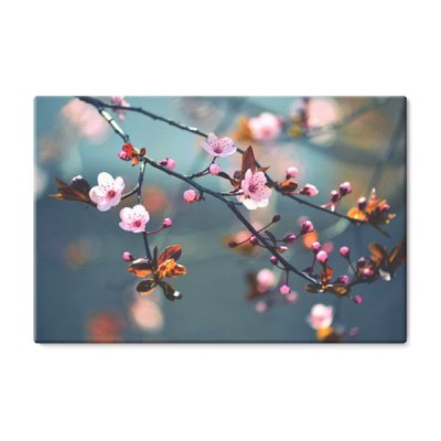 wiosna-kwitnie-japonskiego-drzewa-sakura