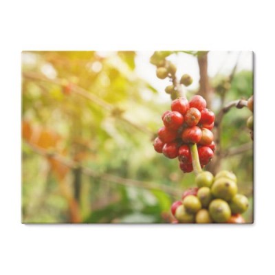 robusta-i-plantacja-kawy-na-poludniowej-gorze-tajlandii