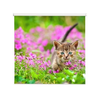 maly-kotek-w-kwiatach