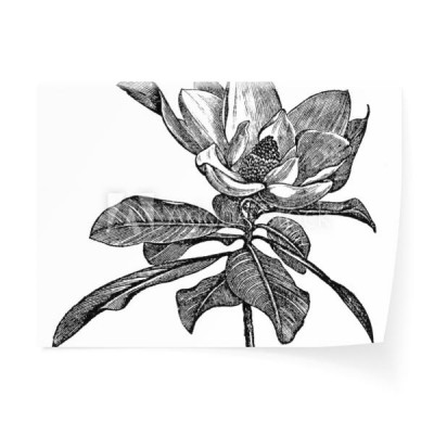 poludniowa-magnolia