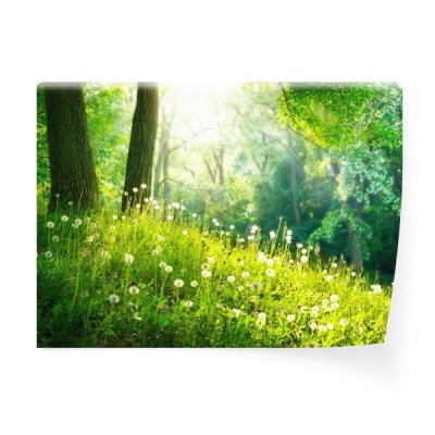 wiosna-natura-piekny-krajobraz-zielona-trawa-i-drzewa