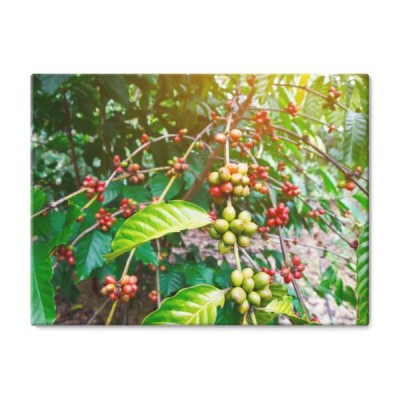 robusta-i-plantacja-kawy-na-poludniowej-gorze-tajlandii