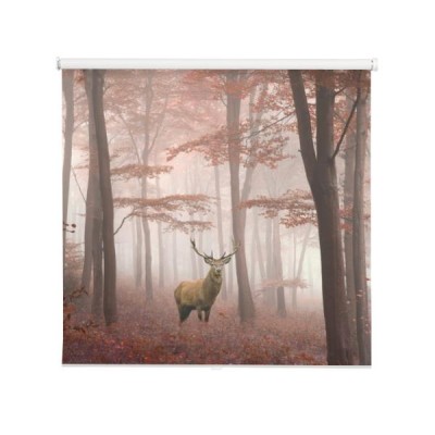 piekny-wizerunek-jelenia-podczas-mglistej-jesieni-w-kolorowym-lesie
