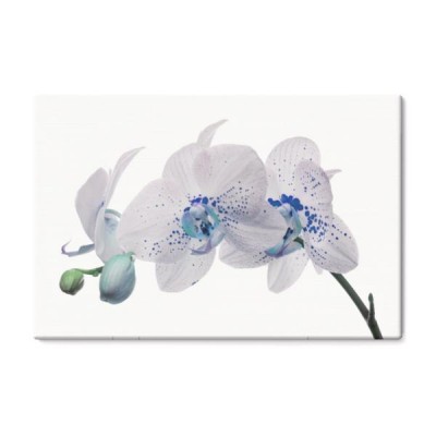 niebieska-orchidea