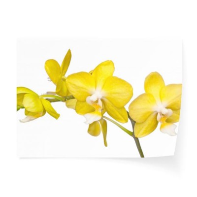 zolta-orchidea