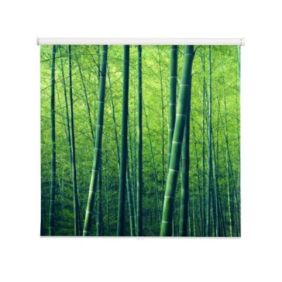 bambusowy-las
