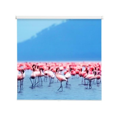 afrykanskie-flamingi