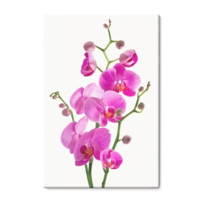 rozowa-orchidea