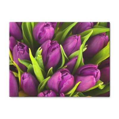 fioletowe-tulipany
